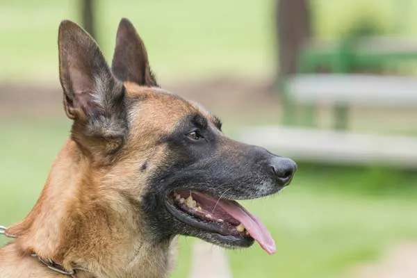 Chien anxieux quand il est seul, Amiens, MONSIEUR NICOLAS LE DOUCEN