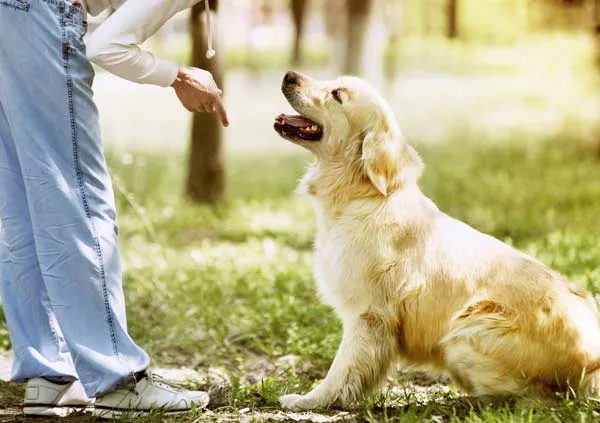 Comprendre le comportement du chien, Amiens, MONSIEUR NICOLAS LE DOUCEN