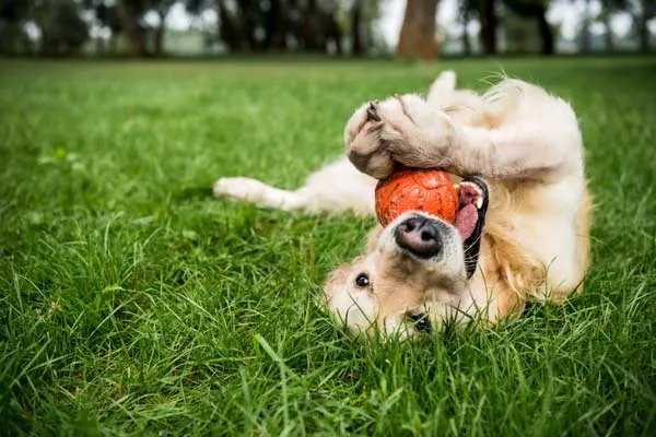 Jouet indestructible pour chien , Amiens, MONSIEUR NICOLAS LE DOUCEN