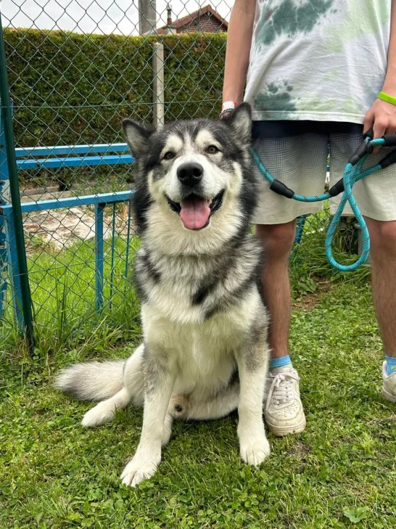Loup - Malamute de l'Alaska
