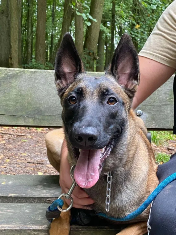 Yumi - Bois Magneux - Berger Belge (Malinois)