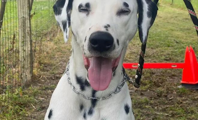 Utwo - Dalmatien - Moreuil