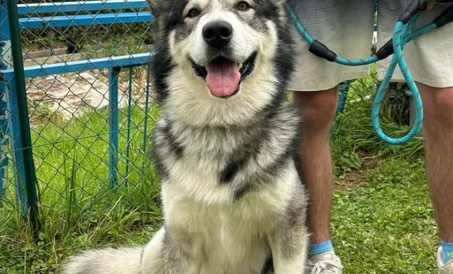 Loup - Malamute de l'Alaska