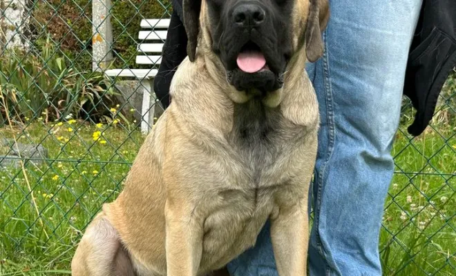 Talia - Mastiff - Moreuil