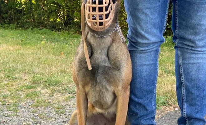 Yumi - Moreuil - Berger Belge (Malinois)
