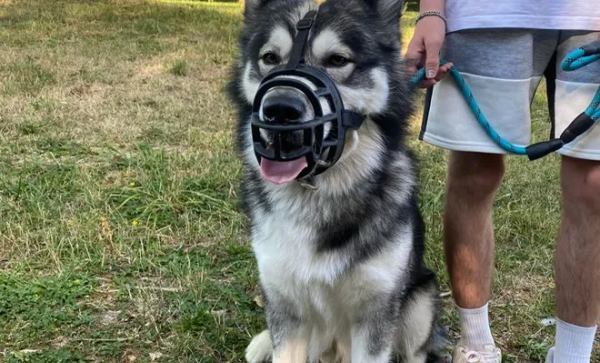 Loup - Malamute de l'Alaska