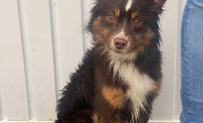 Pumba - X Berger Australien Miniature