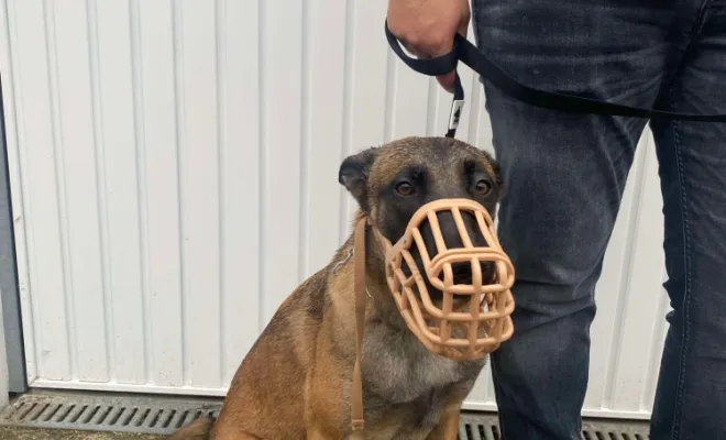 Yumi - Malinois (Berger Belge)