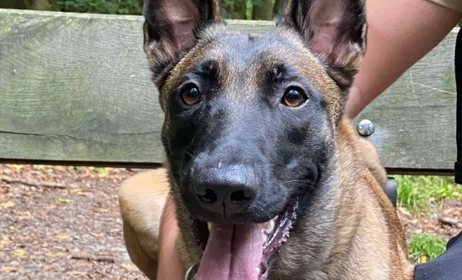 Yumi - Bois Magneux - Berger Belge (Malinois)