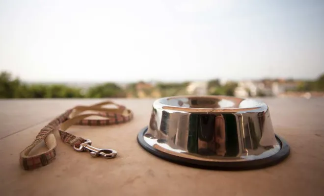 Vente de laisses pour chiens, Amiens, MONSIEUR NICOLAS LE DOUCEN